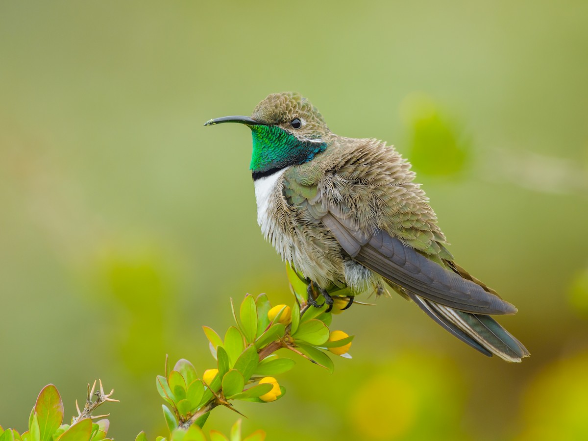 White-sided Hillstar - Leonardo Retamal Friz