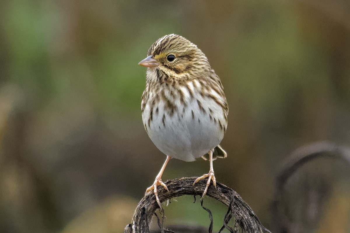 Savannah Sparrow - Don Danko