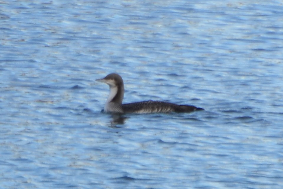 Pacific Loon - ML275162261