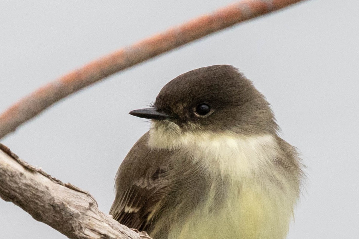 Eastern Phoebe - ML275162981