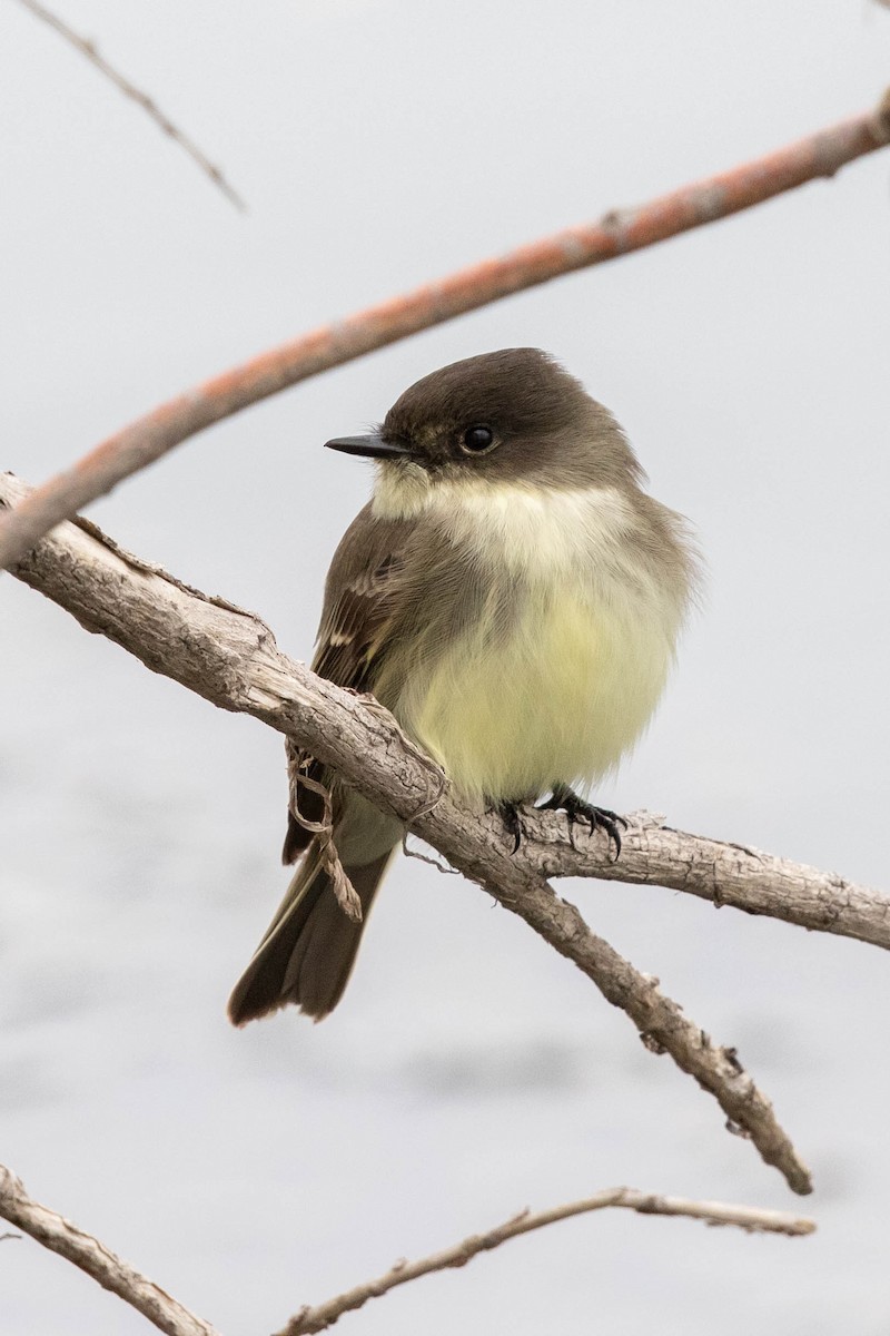 Eastern Phoebe - ML275162991