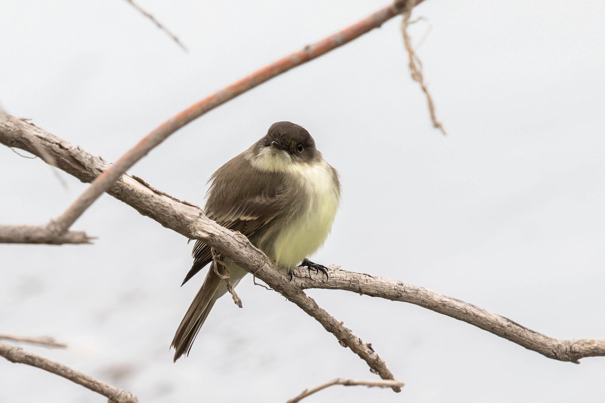 Eastern Phoebe - ML275163021