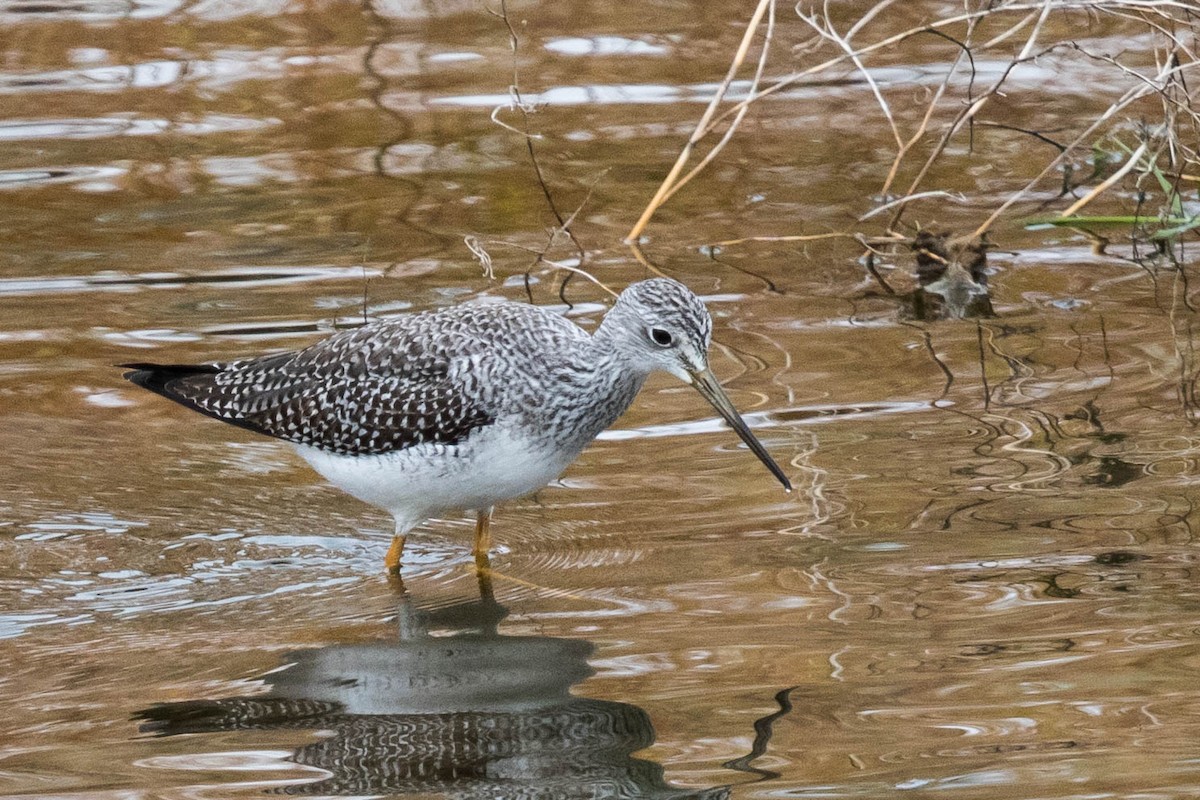 Greater Yellowlegs - ML275163681