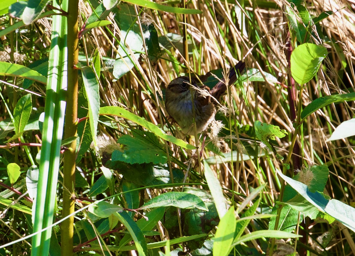 Swamp Sparrow - ML275165561