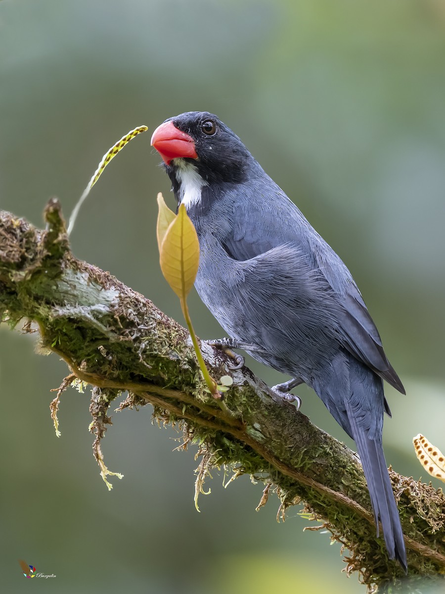 Slate-colored Grosbeak - fernando Burgalin Sequeria