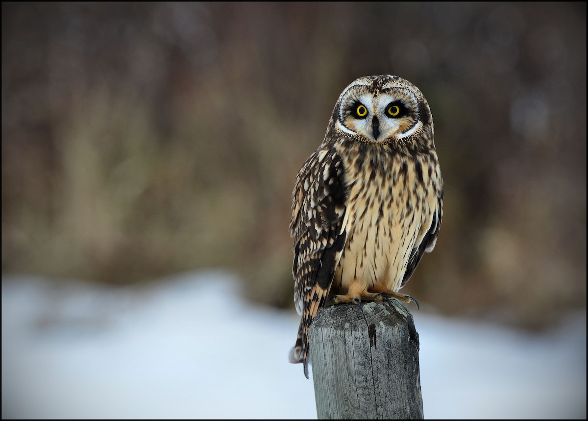 Short-eared Owl - ML275166141