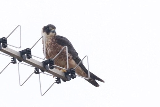 Australian Hobby - ML275167331