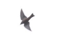 White-browed Woodswallow - Zebedee Muller