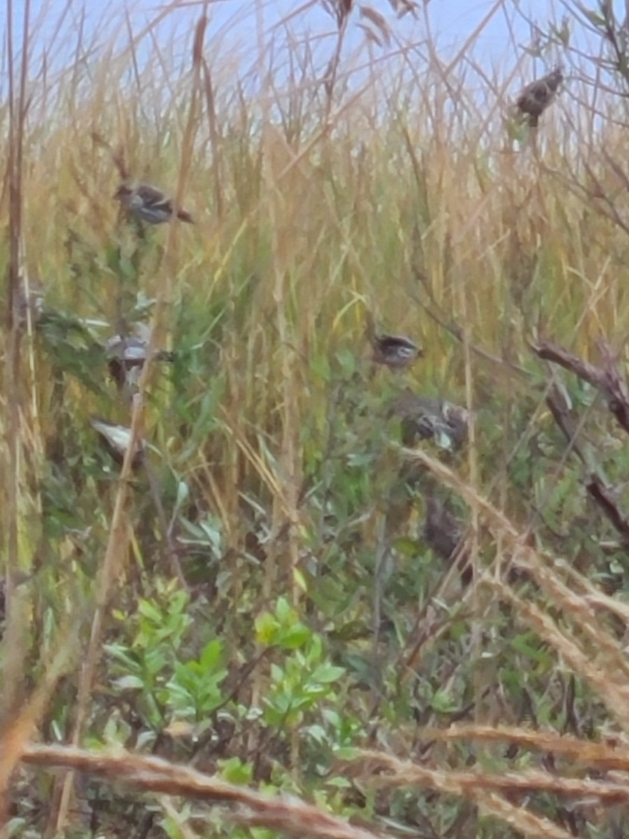 Pine Siskin - ML275168201