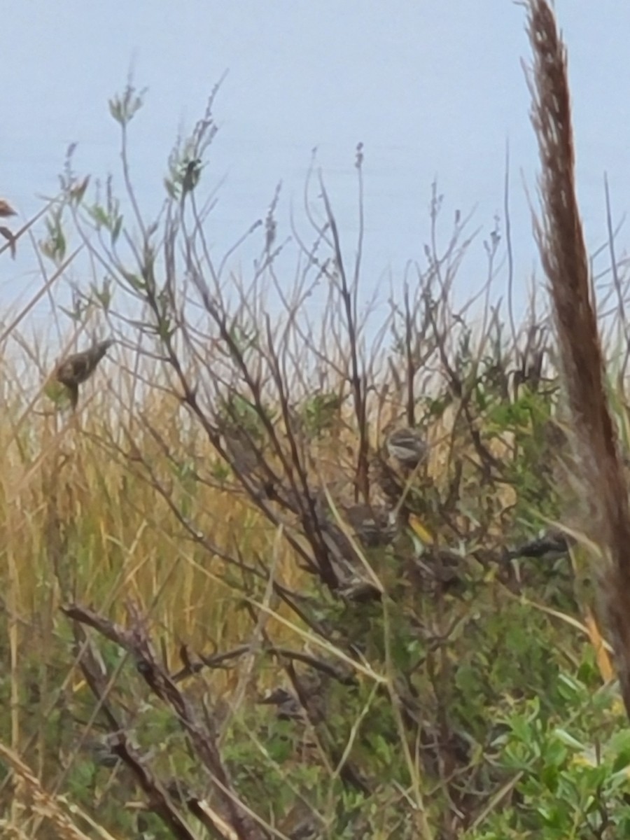 Pine Siskin - ML275168341