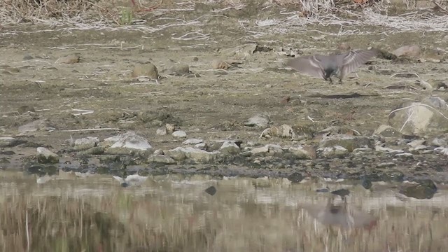 White Wagtail - ML275168421