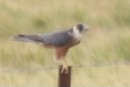 Australian Hobby - Zebedee Muller