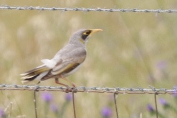 Gelbstirn-Schwatzvogel - ML275169081