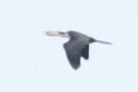 Little Pied Cormorant - ML275169121