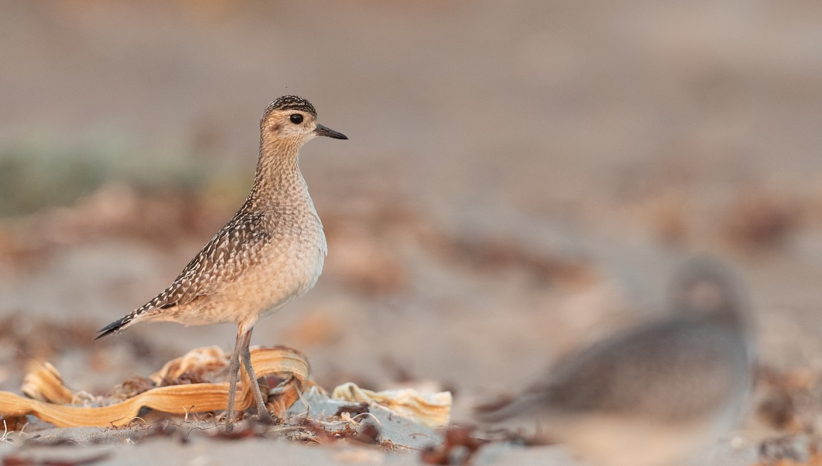 Pacific Golden-Plover - ML275170371