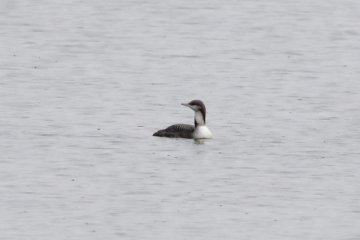 Pacific Loon - Doug Hommert