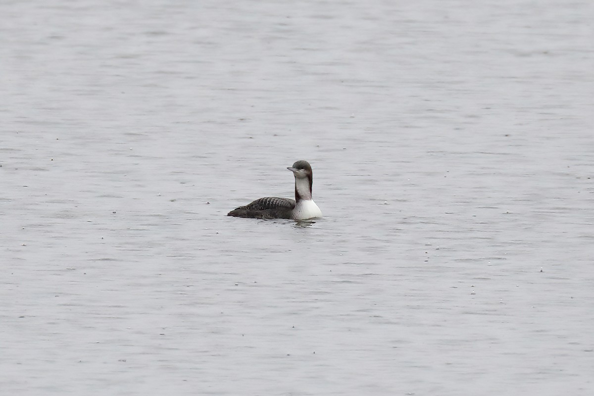 Pacific Loon - Doug Hommert