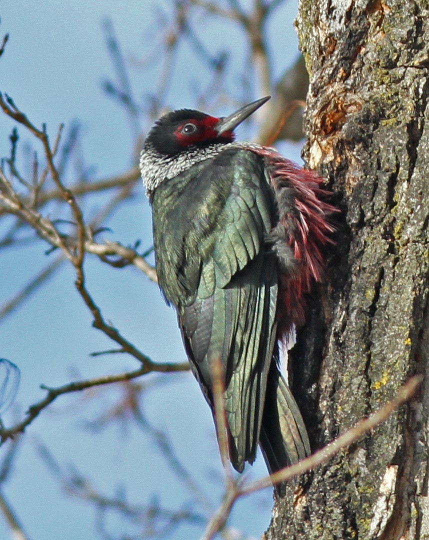 Lewis's Woodpecker - ML275172111