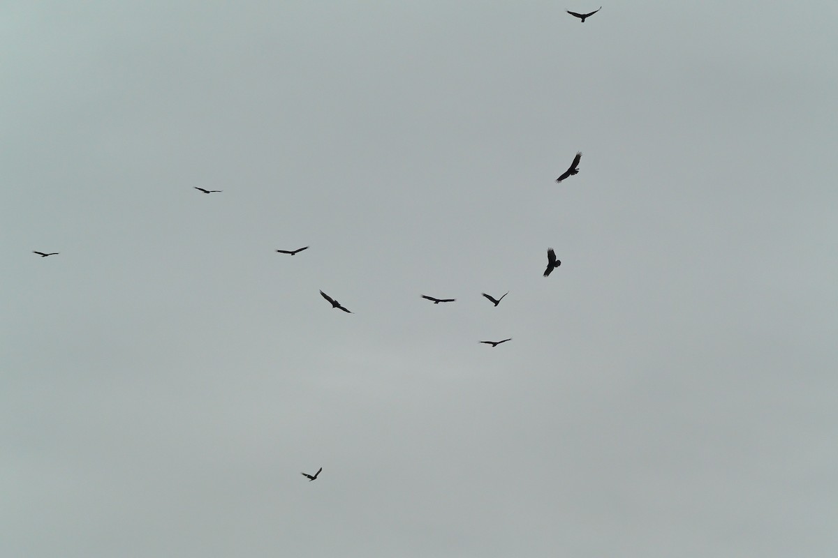 Turkey Vulture - Sam MacTavish