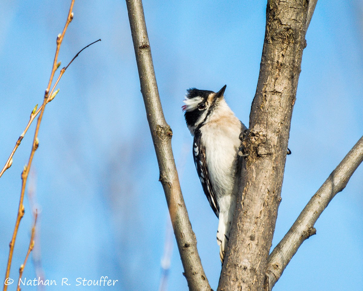 Downy Woodpecker - ML27517381