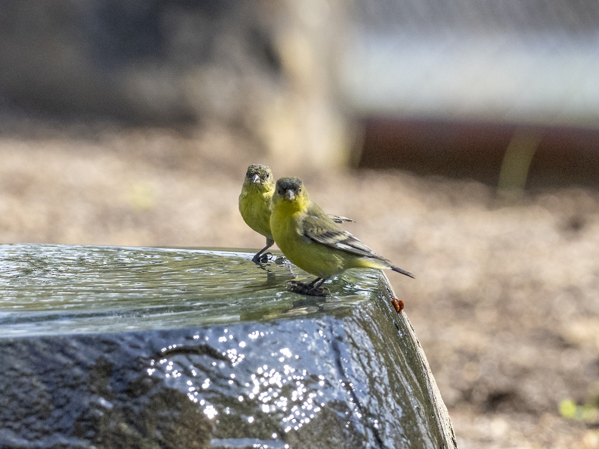 Lesser Goldfinch - ML275173831