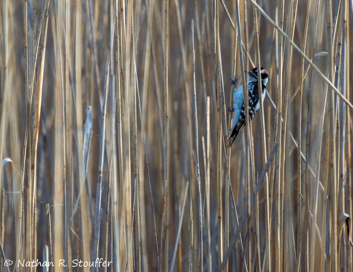 Downy Woodpecker - ML27517431