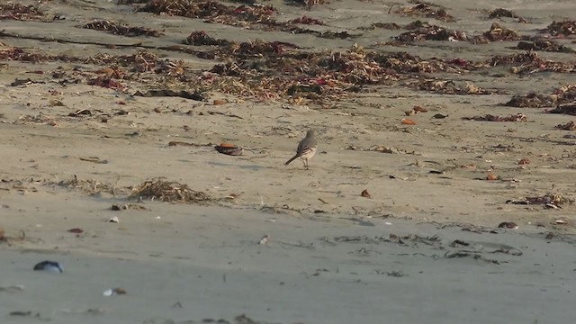 White Wagtail - ML275174401