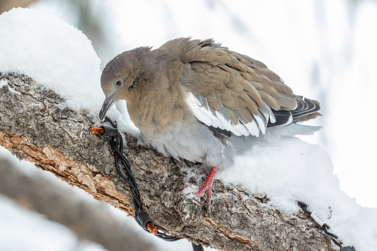 White-winged Dove - Mike Andersen