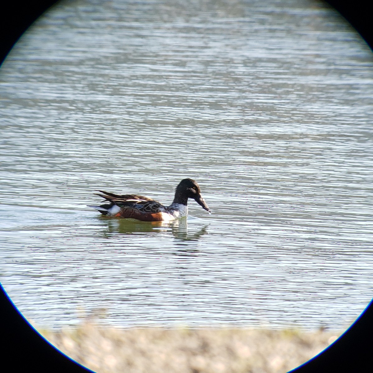Northern Shoveler - Kyle Landstra