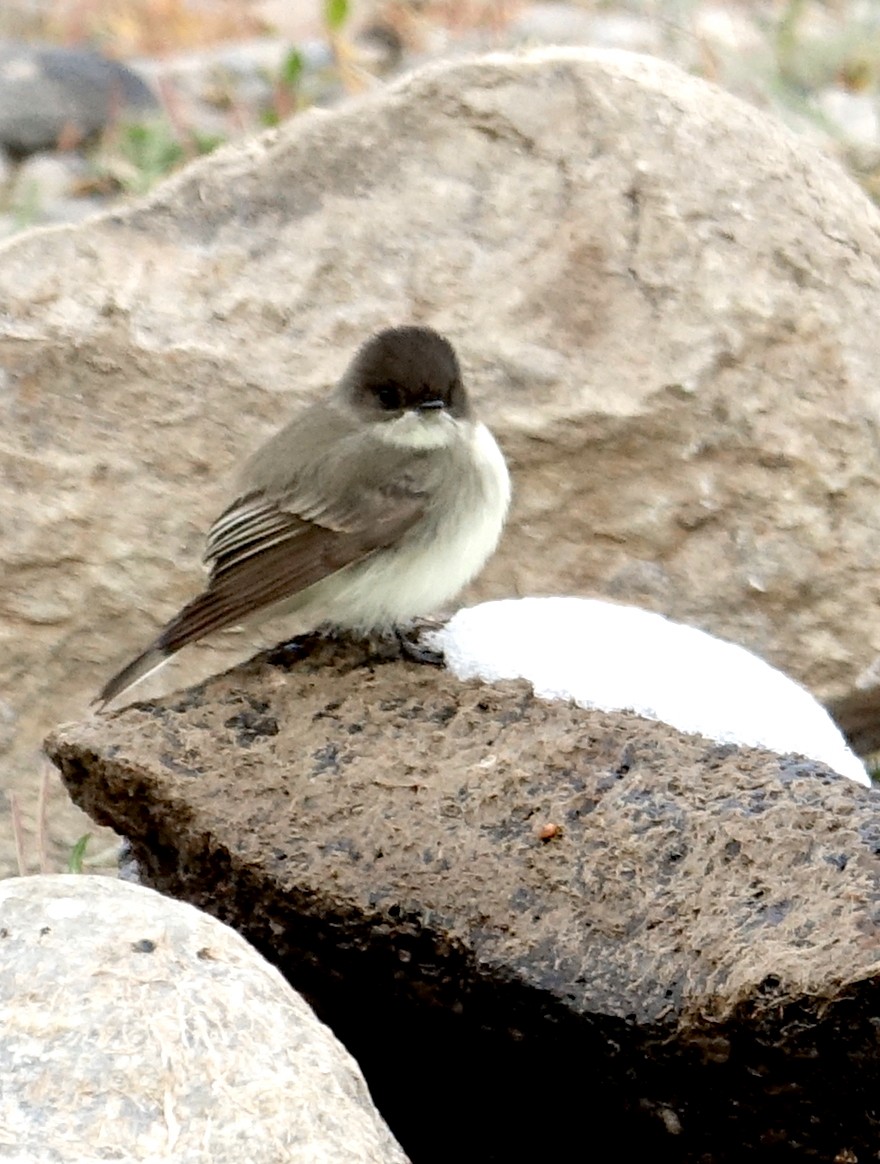 Eastern Phoebe - ML275178271