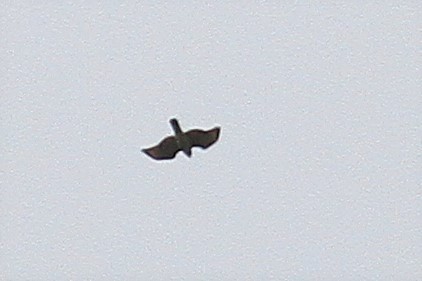 Red-shouldered Hawk - ML275179111