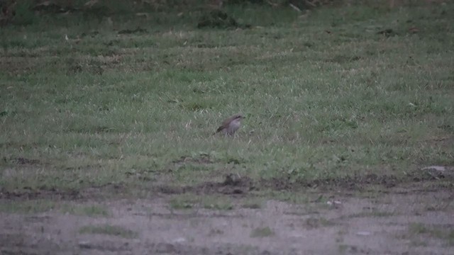 Red-backed Shrike - ML275180311