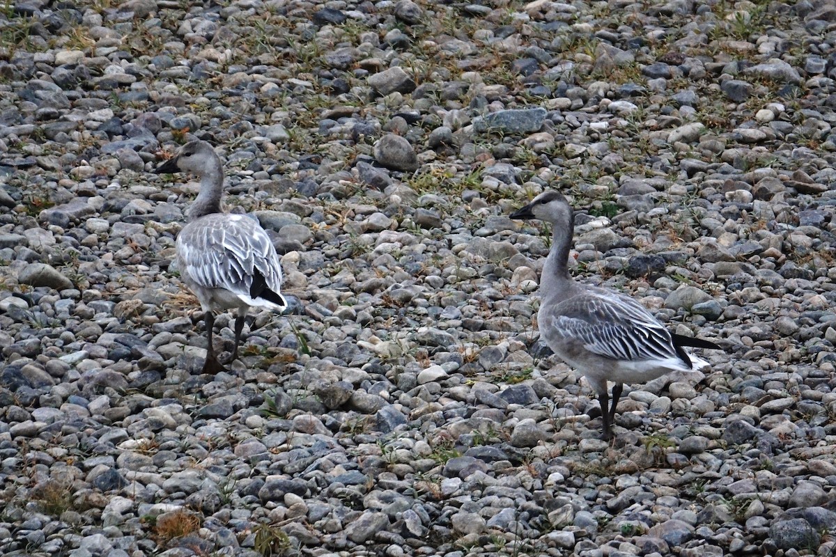 Snow Goose - Thomas Jackman