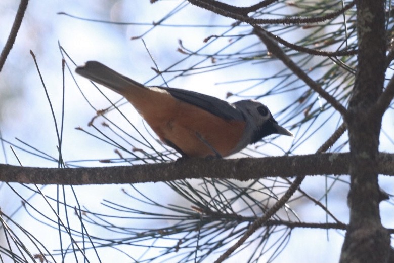 Black-faced Monarch - ML275183011