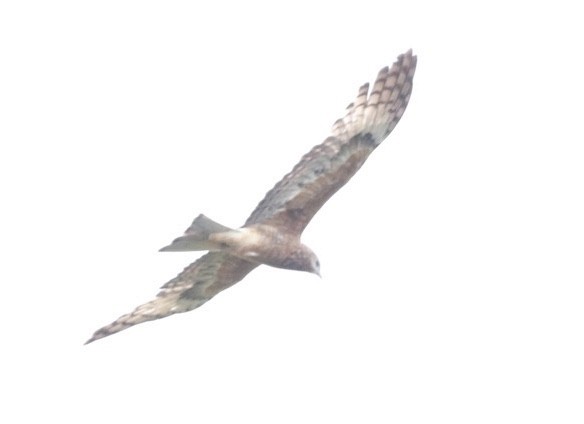 Square-tailed Kite - ML275183291