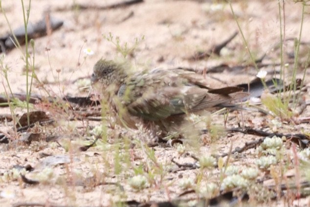 Red-rumped Parrot - ML275183311