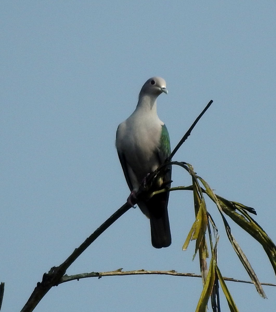 Green Imperial-Pigeon - ML275184301