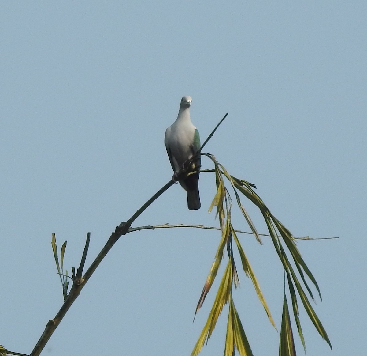 Green Imperial-Pigeon - ML275184331