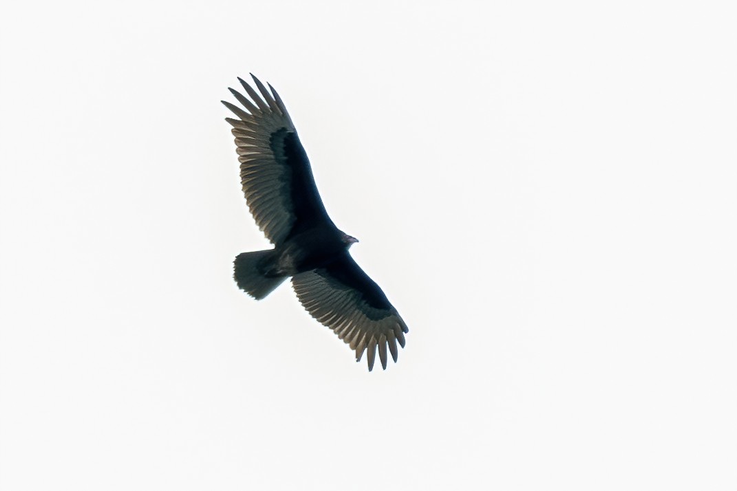 Turkey Vulture - ML275184411