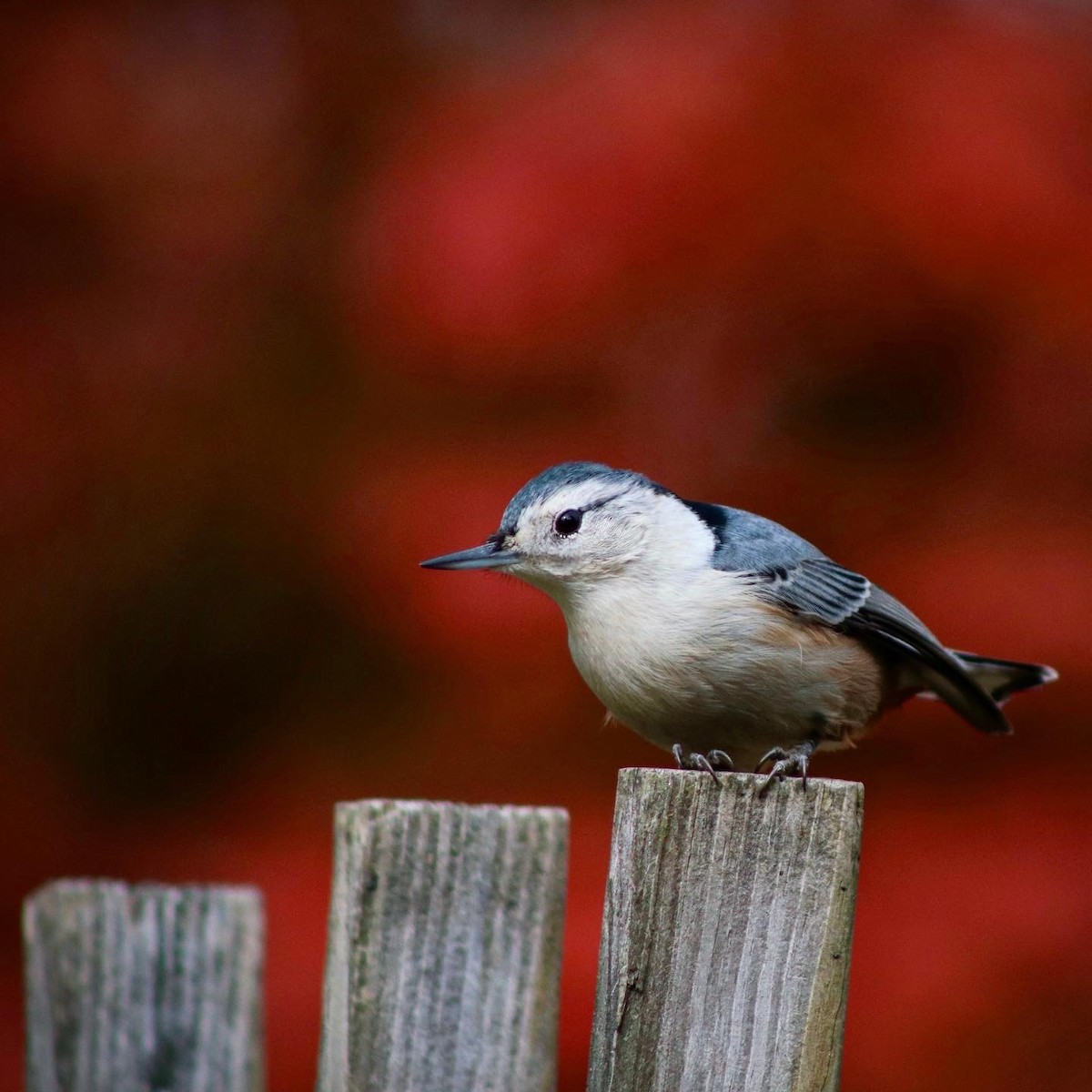 White-breasted Nuthatch - ML275185191