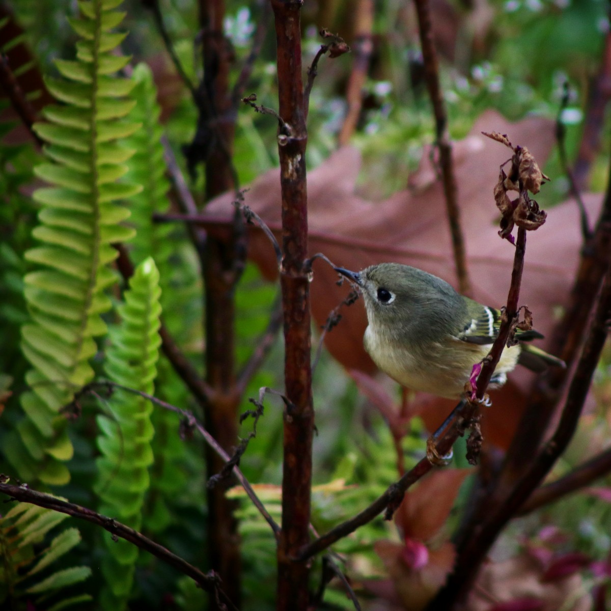 Ruby-crowned Kinglet - ML275185241