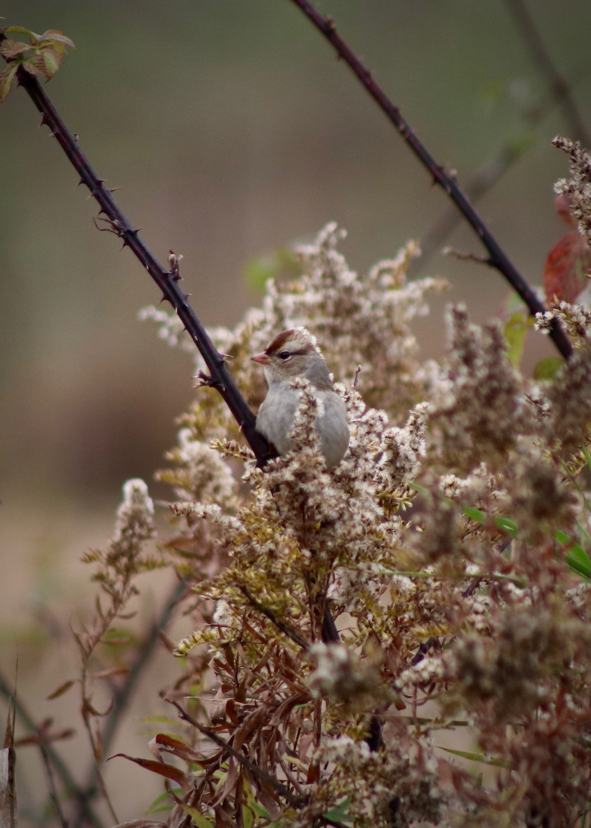 White-crowned Sparrow - ML275185321