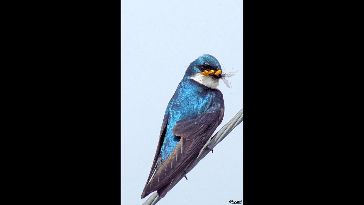 Tree Swallow - ML275186121