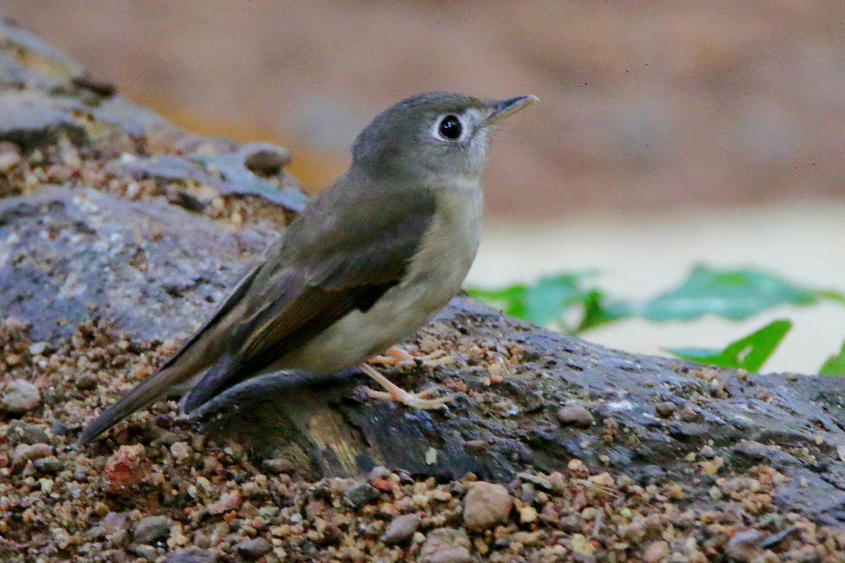 Brown-breasted Flycatcher - ML275186981