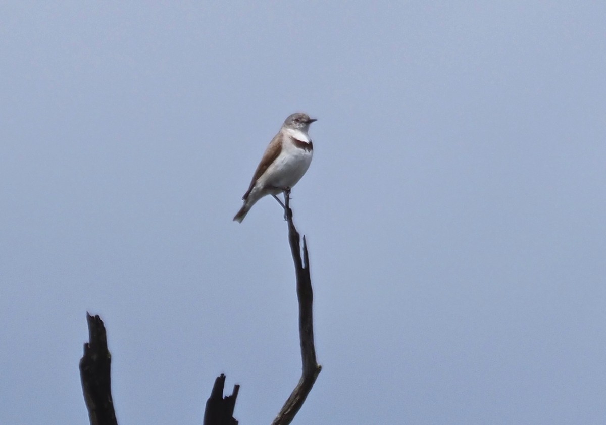 White-fronted Chat - ML275187131