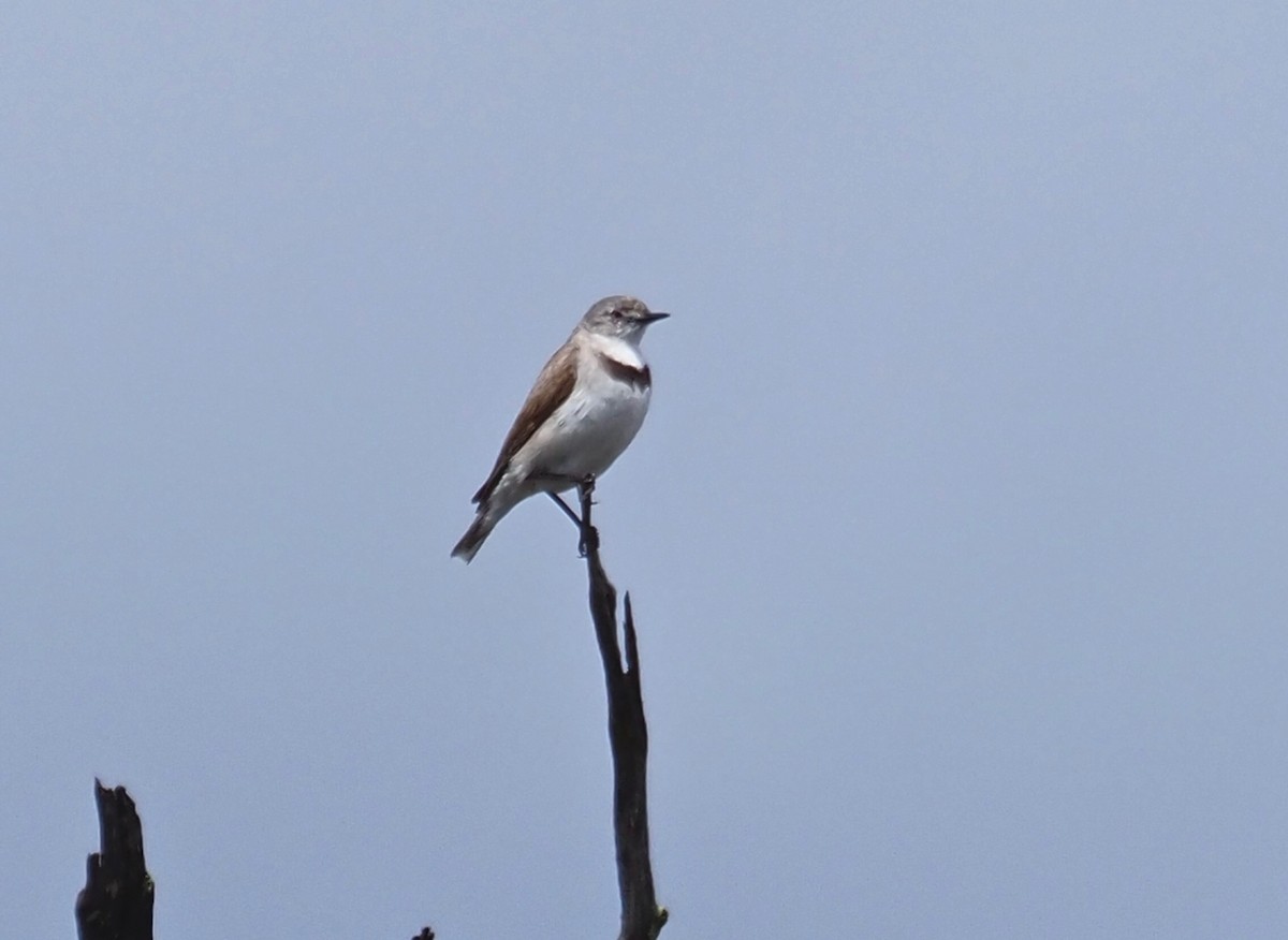 White-fronted Chat - Ken Glasson