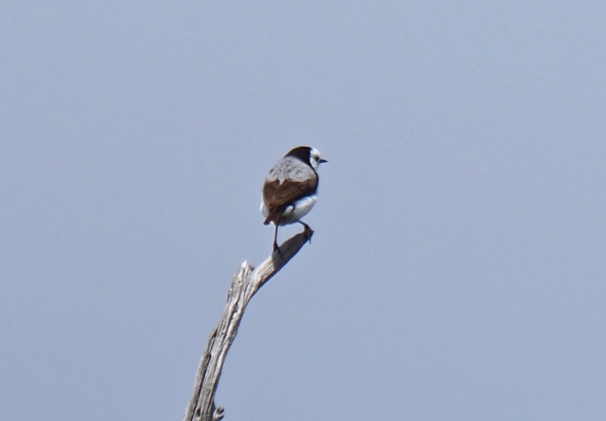 White-fronted Chat - ML275187171