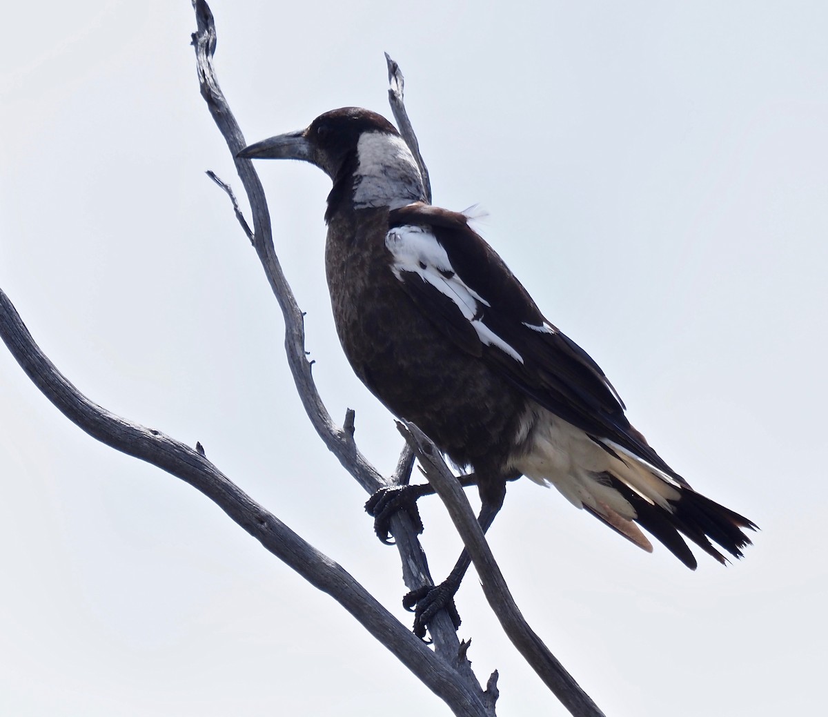 Australian Magpie (Western) - ML275187231