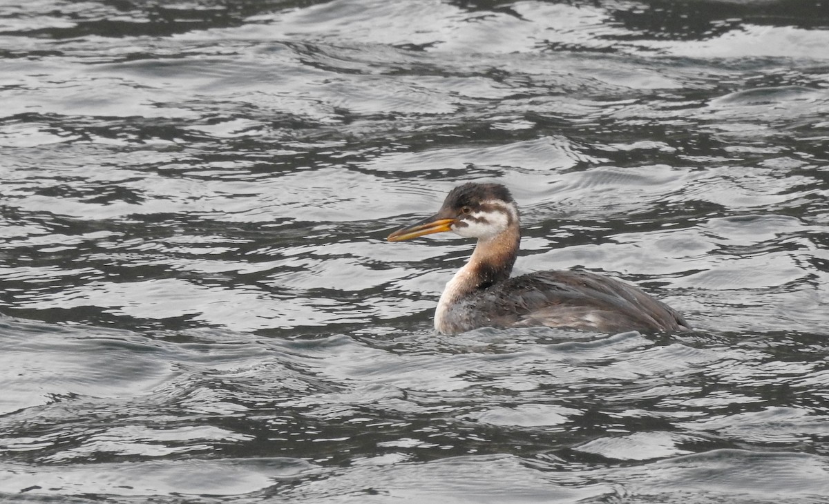 Red-necked Grebe - ML275187401