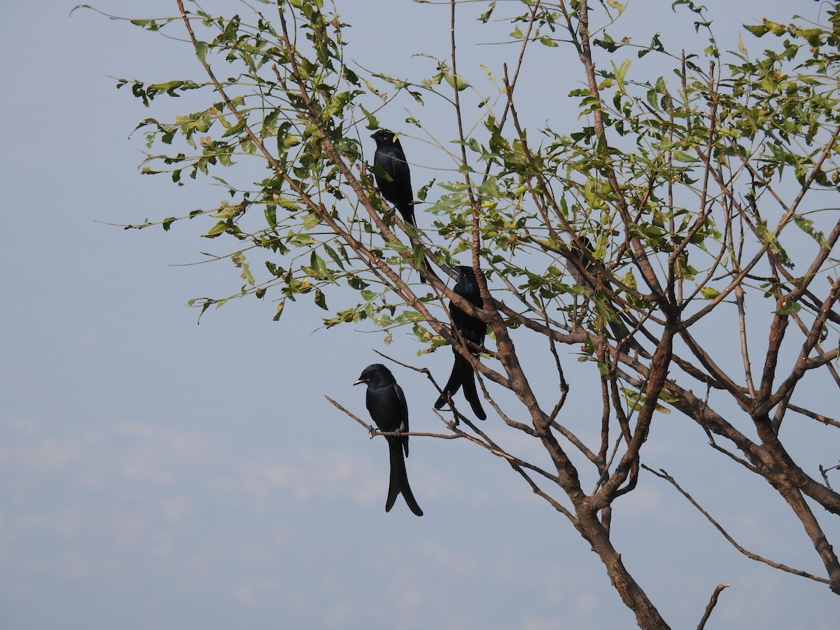 drongo černý - ML275188021